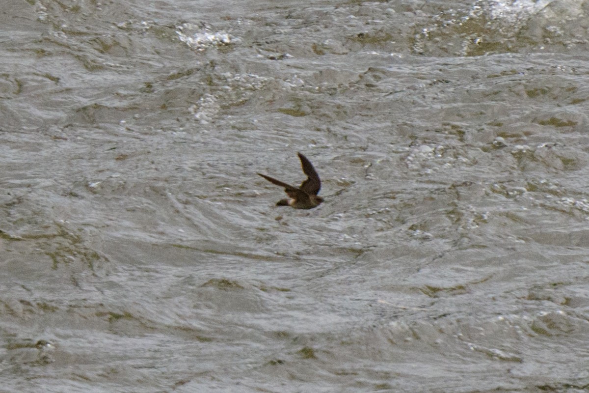 Southern Rough-winged Swallow - ML620460441