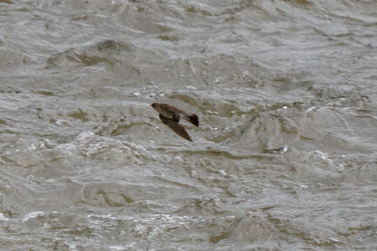 Southern Rough-winged Swallow - ML620460442