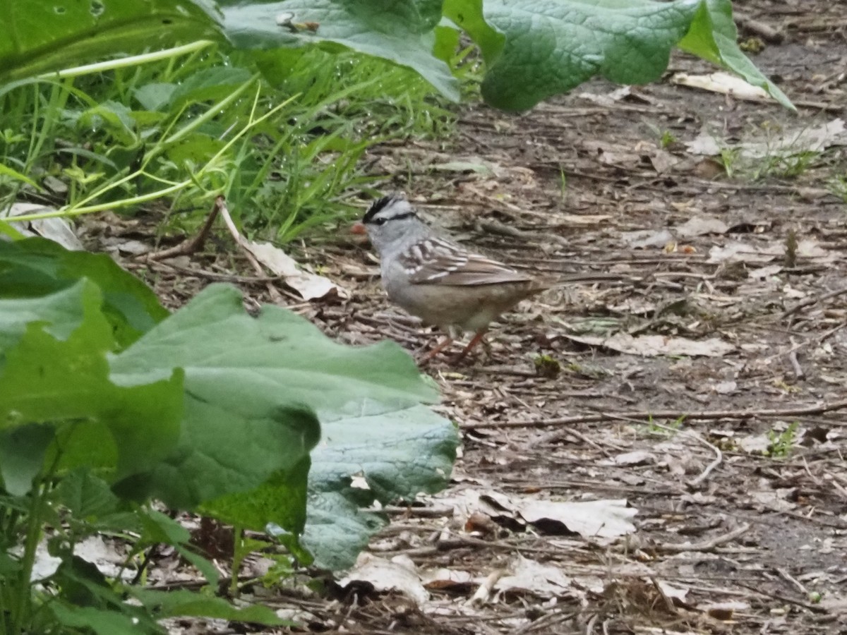 White-crowned Sparrow - ML620460448