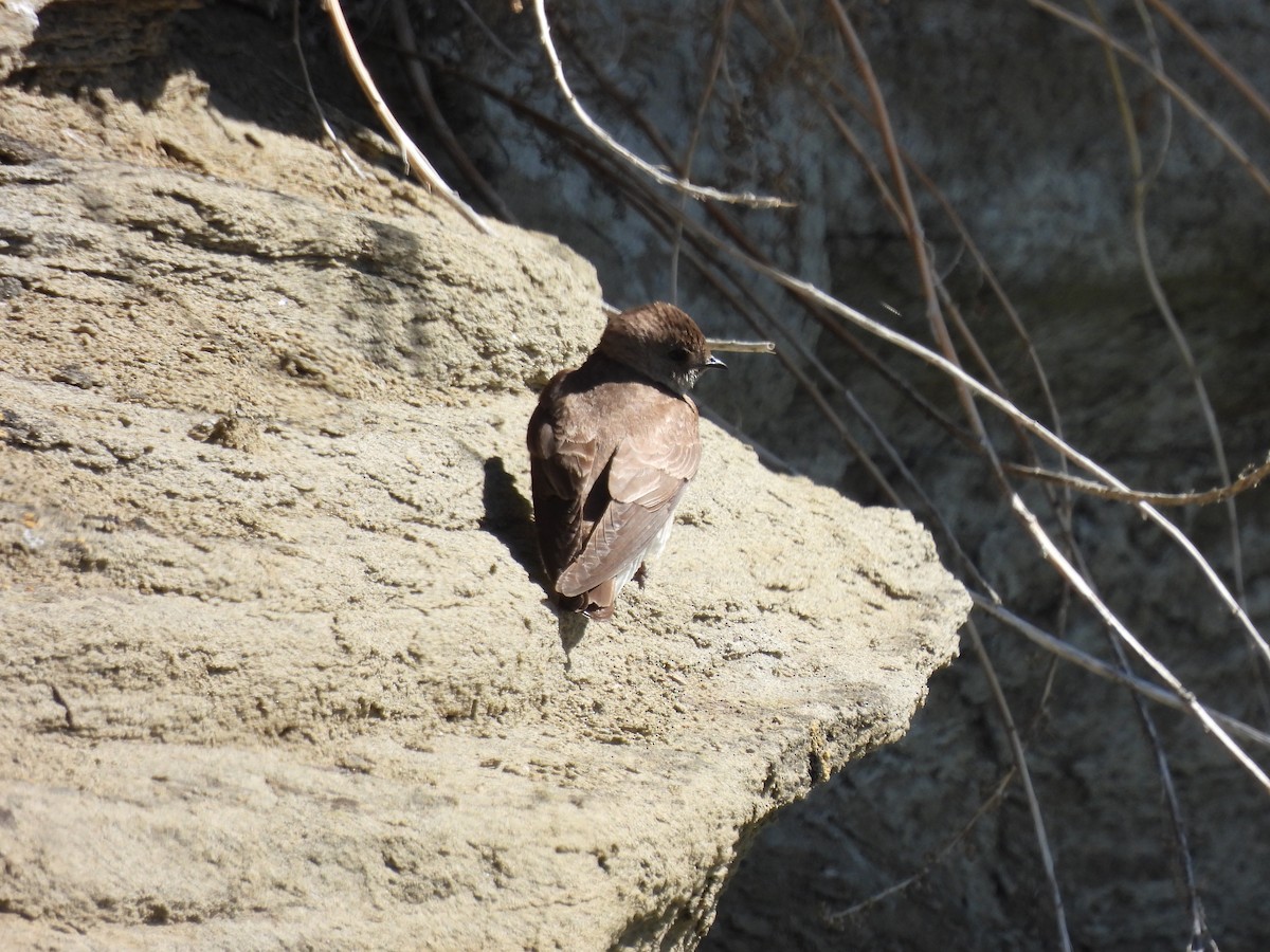 Northern Rough-winged Swallow - ML620460450