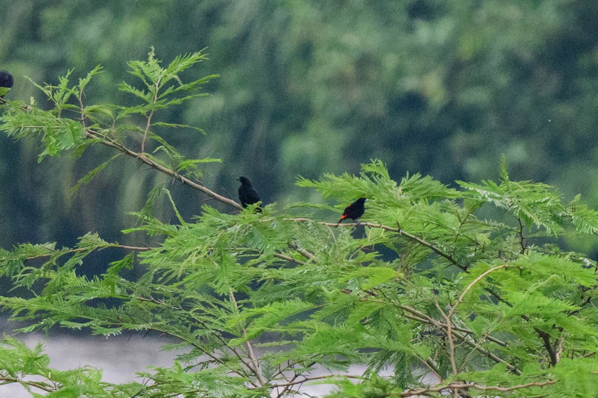 Scarlet-rumped Tanager - ML620460460