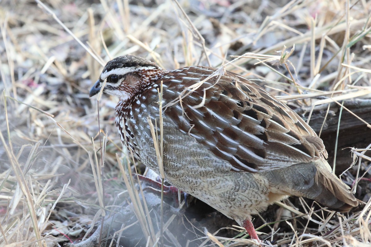 Crested Francolin - Dennis Fee