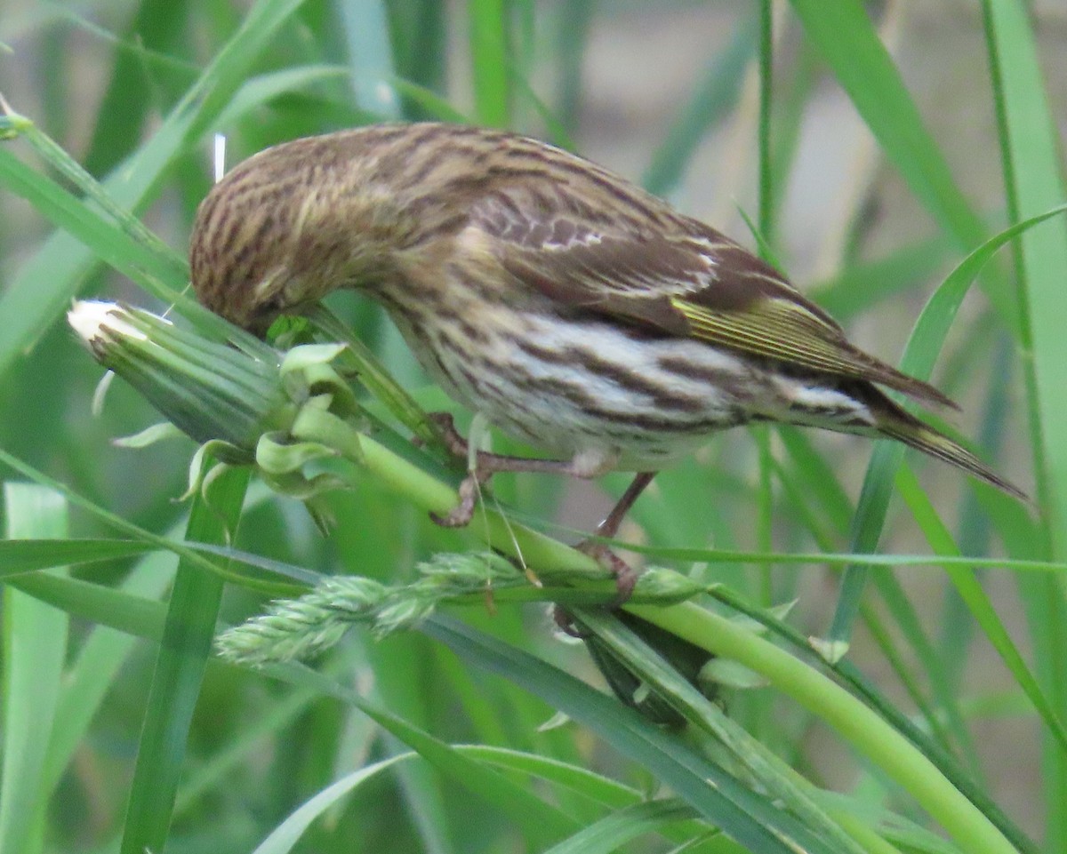 Pine Siskin - ML620460481