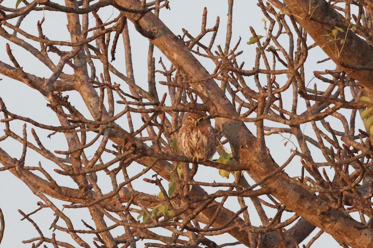 Pearl-spotted Owlet - ML620460483