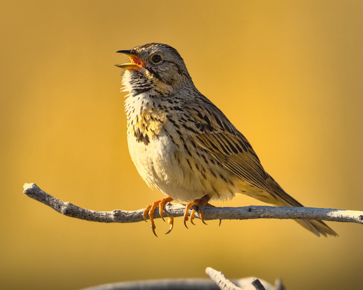 Lincoln's Sparrow - ML620460484