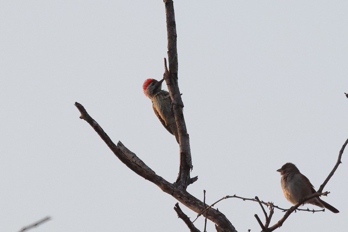Cardinal Woodpecker - ML620460505