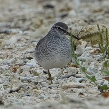 Gray-tailed Tattler - ML620460507