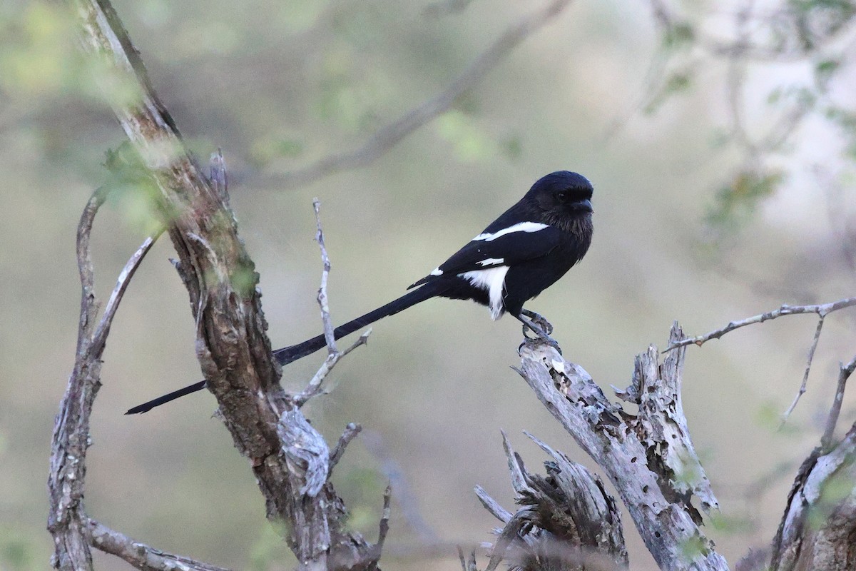 Magpie Shrike - ML620460509