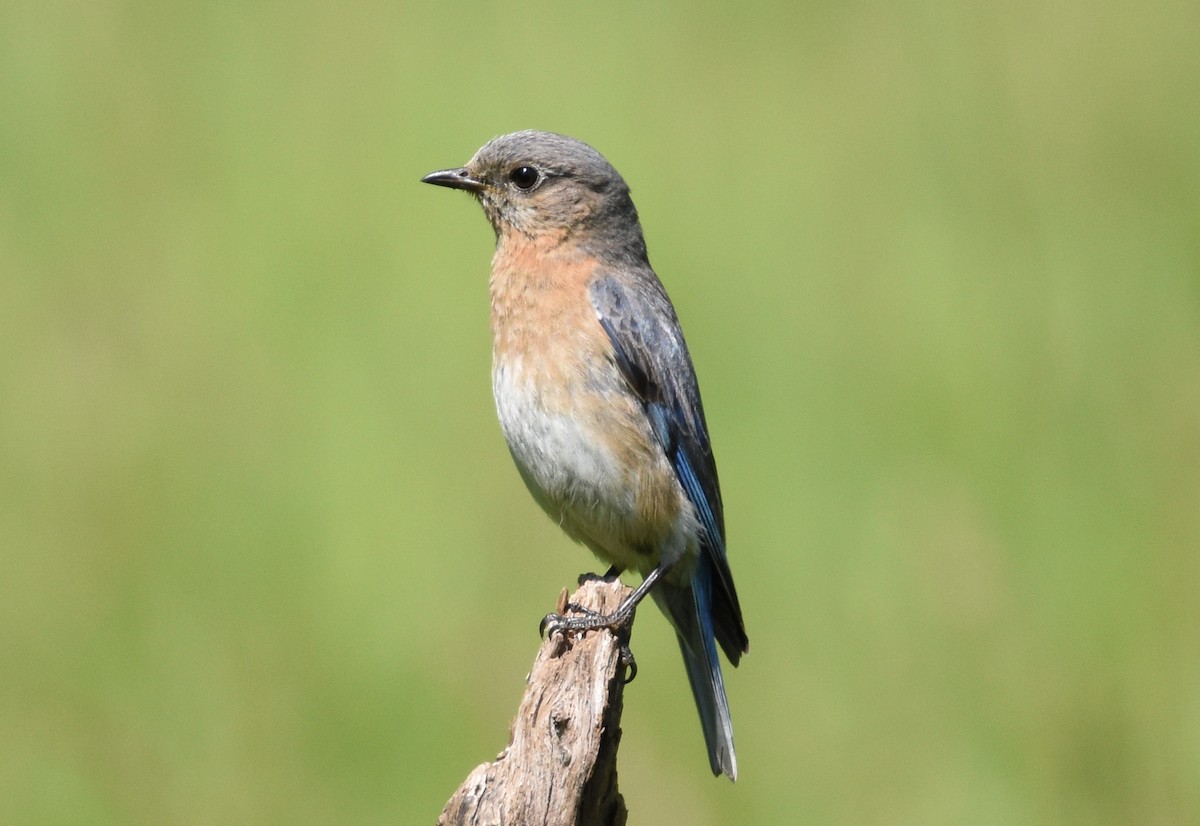 Eastern Bluebird - ML620460517