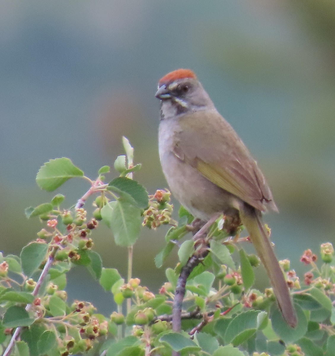 Green-tailed Towhee - ML620460518