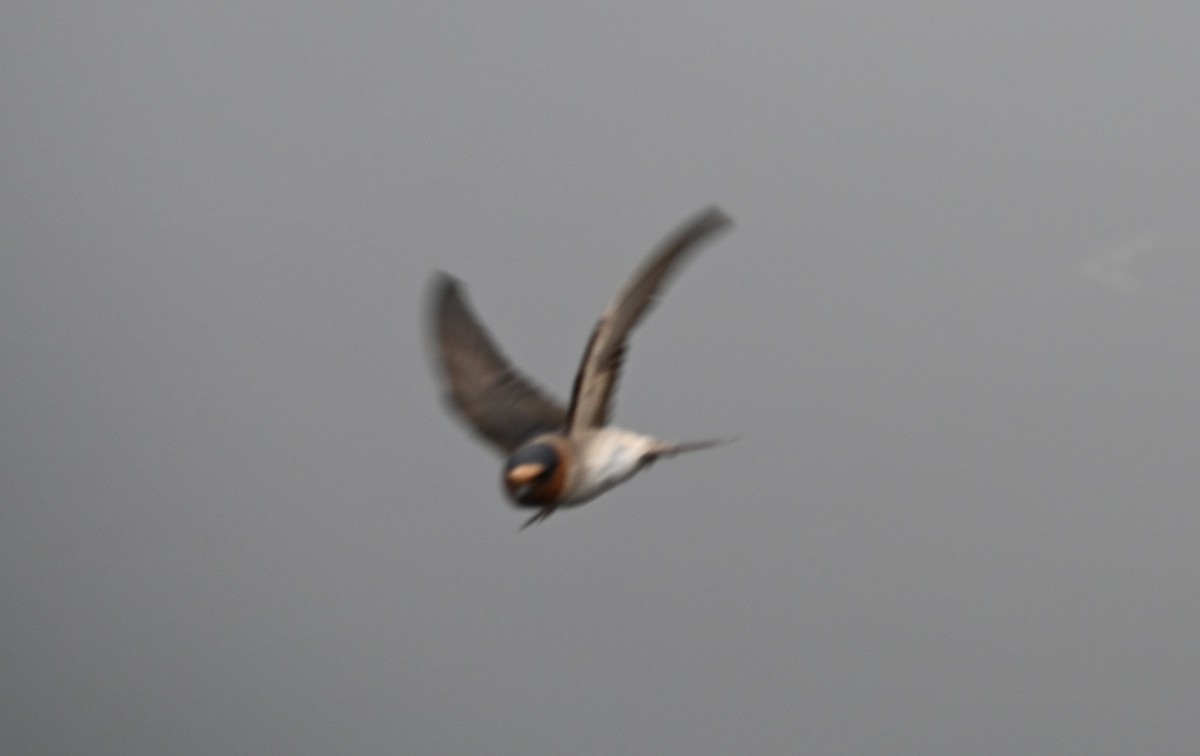 Cave Swallow - ML620460519