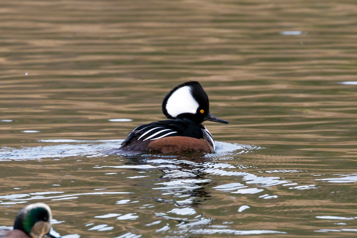 Hooded Merganser - ML620460520