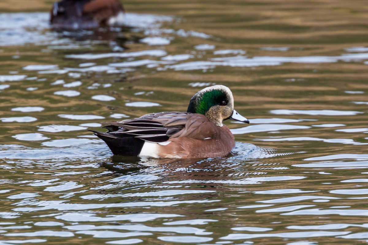 American Wigeon - William Clark