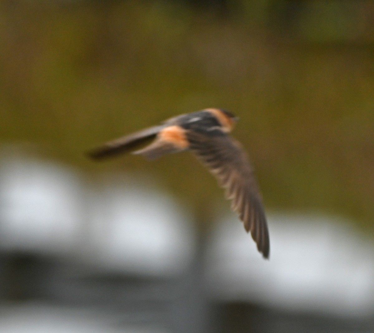 Cave Swallow - ML620460524