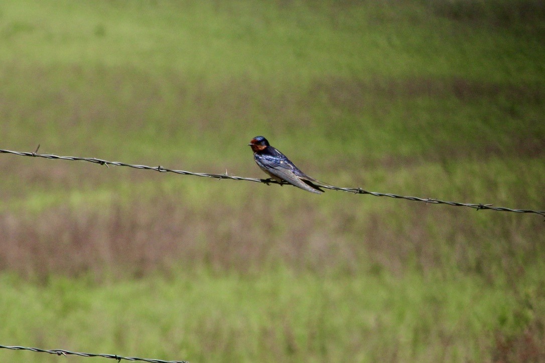 Barn Swallow - ML620460525