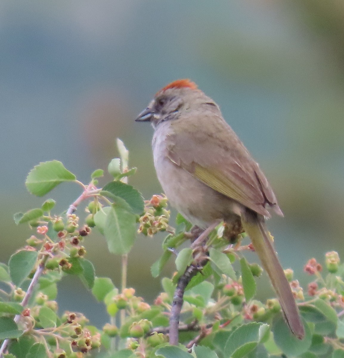 Green-tailed Towhee - ML620460526