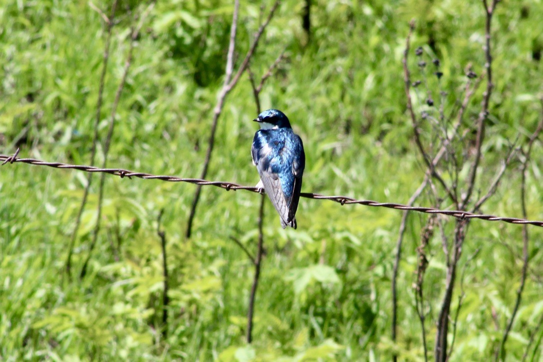 Tree Swallow - ML620460528