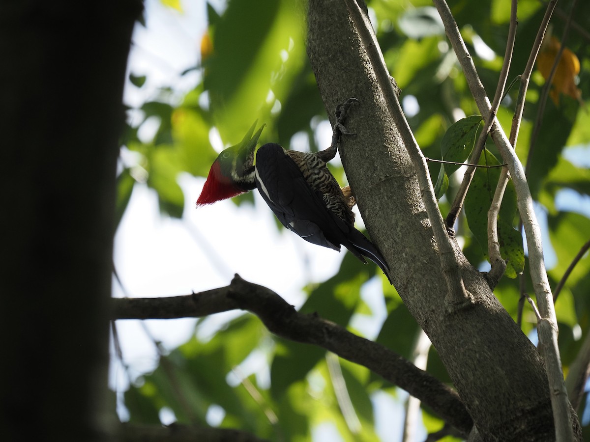 Lineated Woodpecker - ML620460533