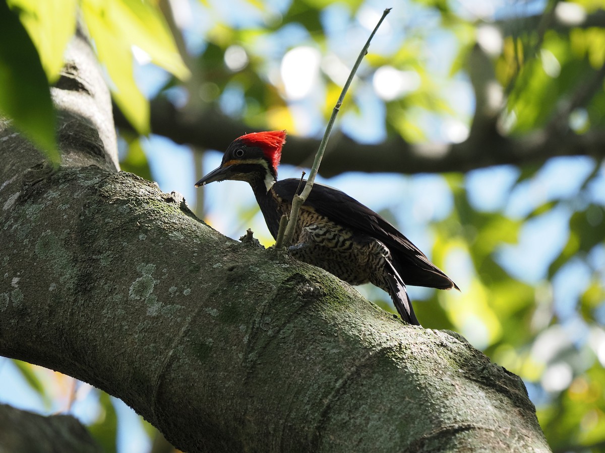 Lineated Woodpecker - ML620460535