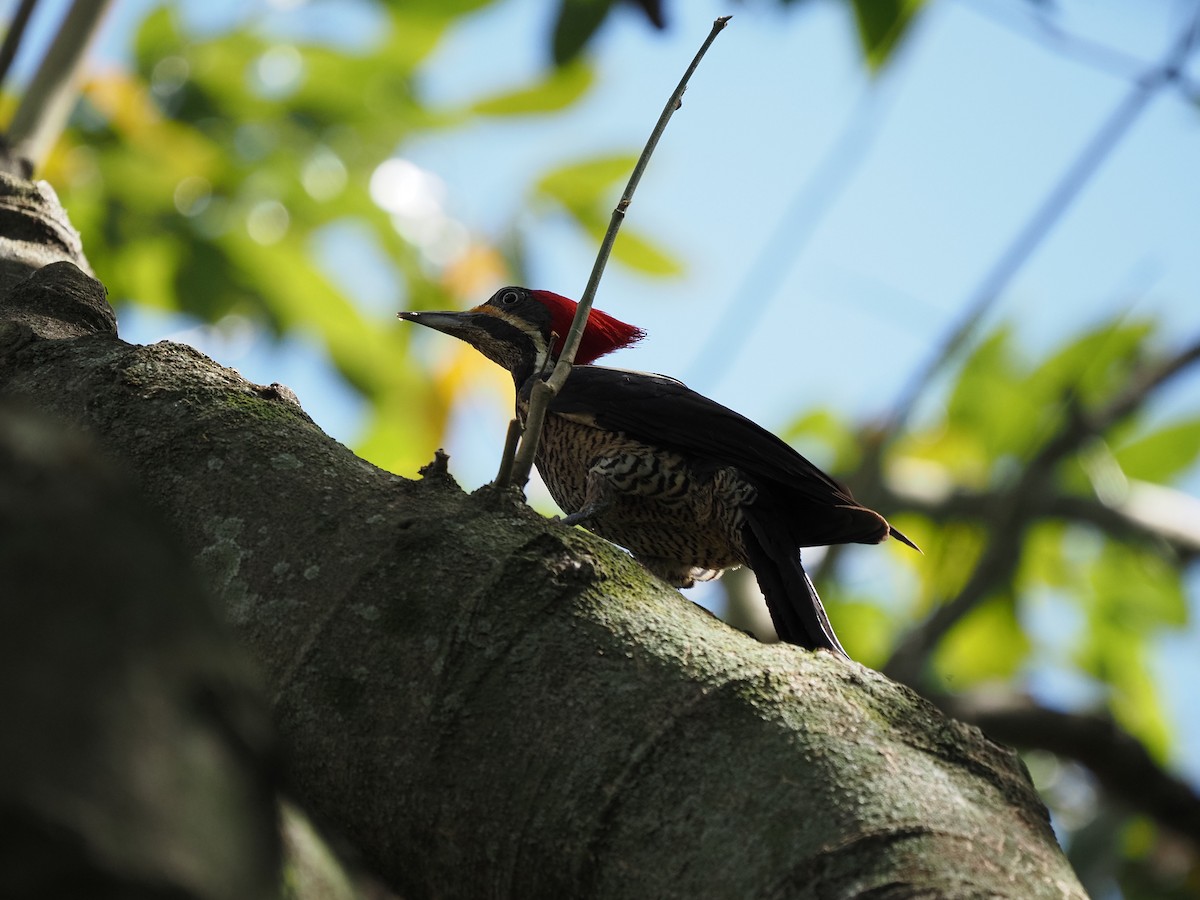 Lineated Woodpecker - ML620460536