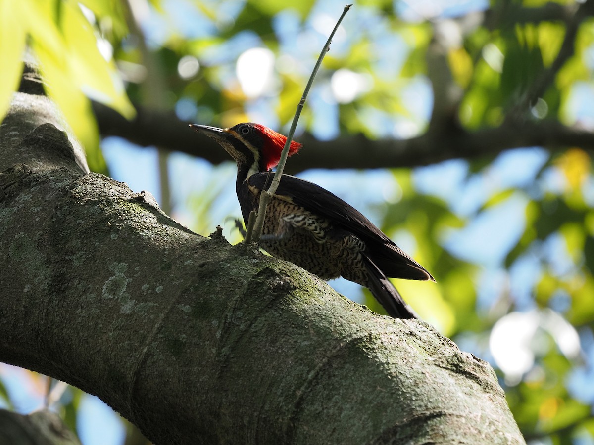 Lineated Woodpecker - ML620460537