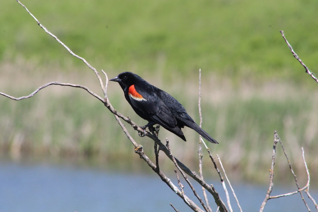 Red-winged Blackbird - ML620460541