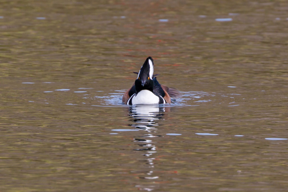 Hooded Merganser - ML620460545