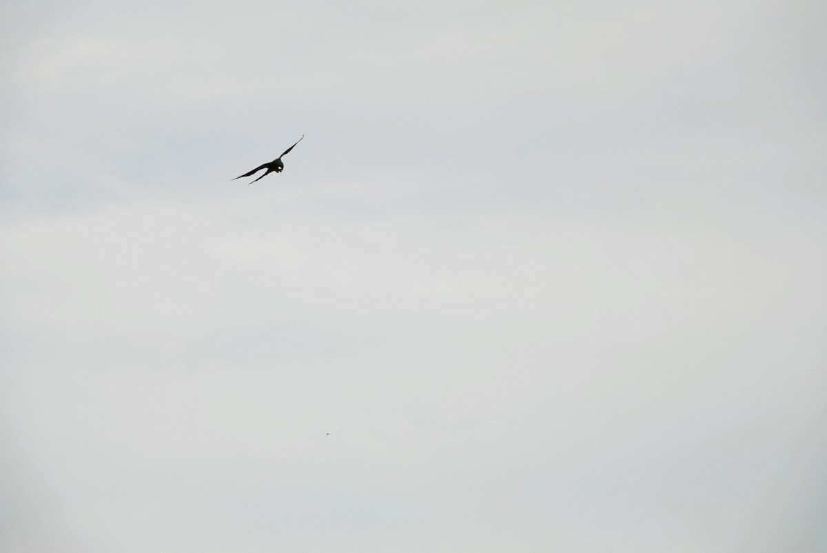 Swallow-tailed Kite - ML620460546