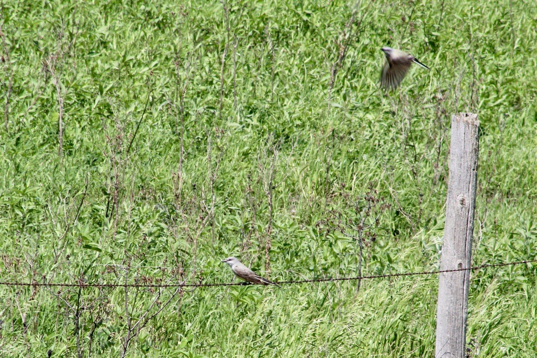 Western Kingbird - ML620460548