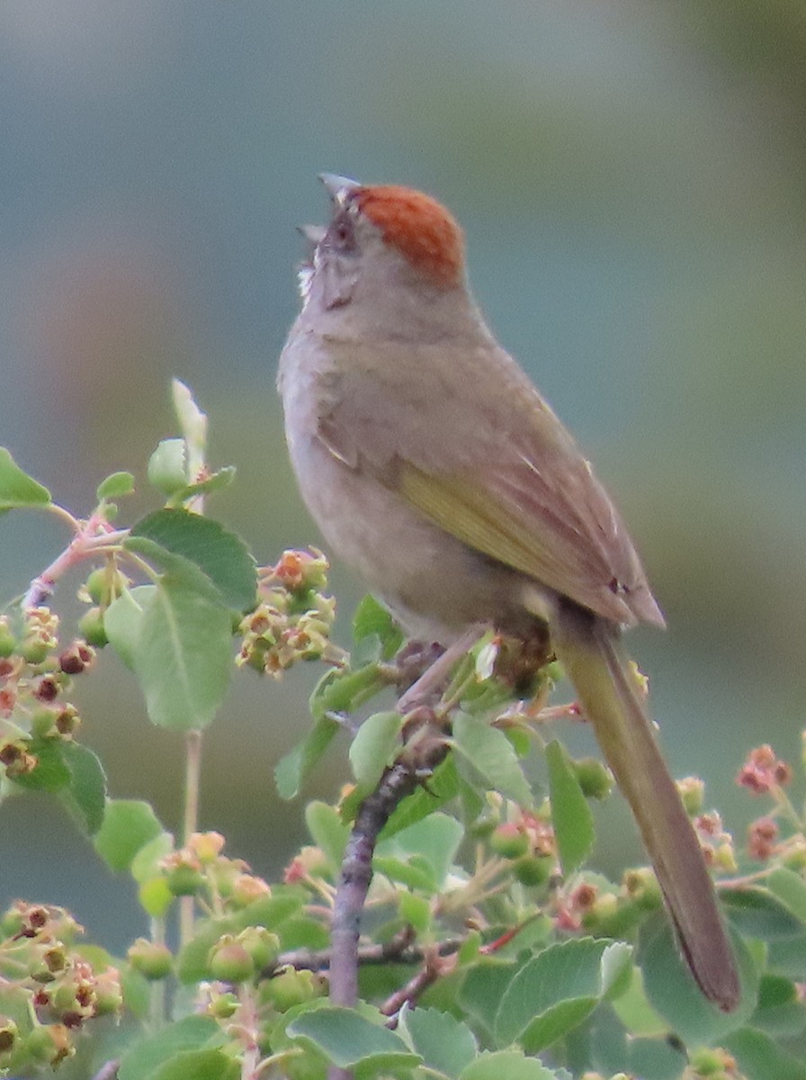 Green-tailed Towhee - ML620460549