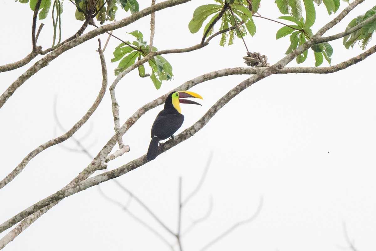 Yellow-throated Toucan - ML620460550