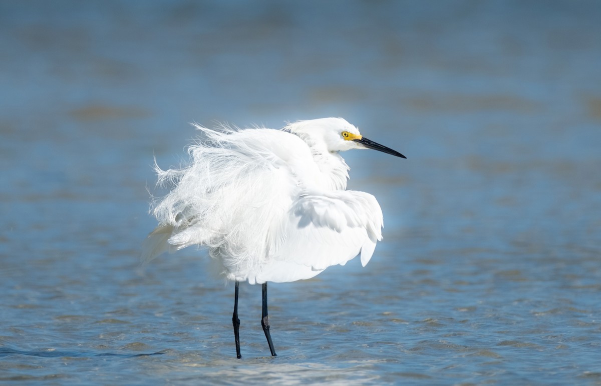 Snowy Egret - ML620460554