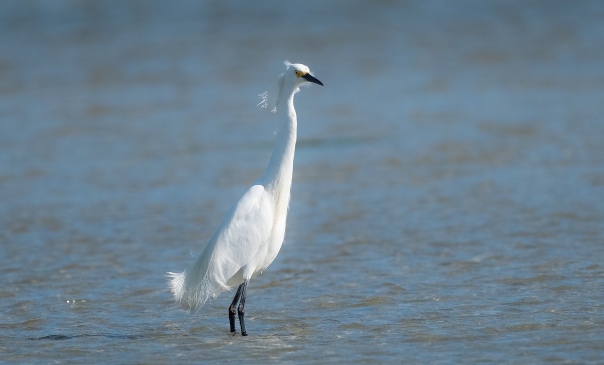 Snowy Egret - ML620460555