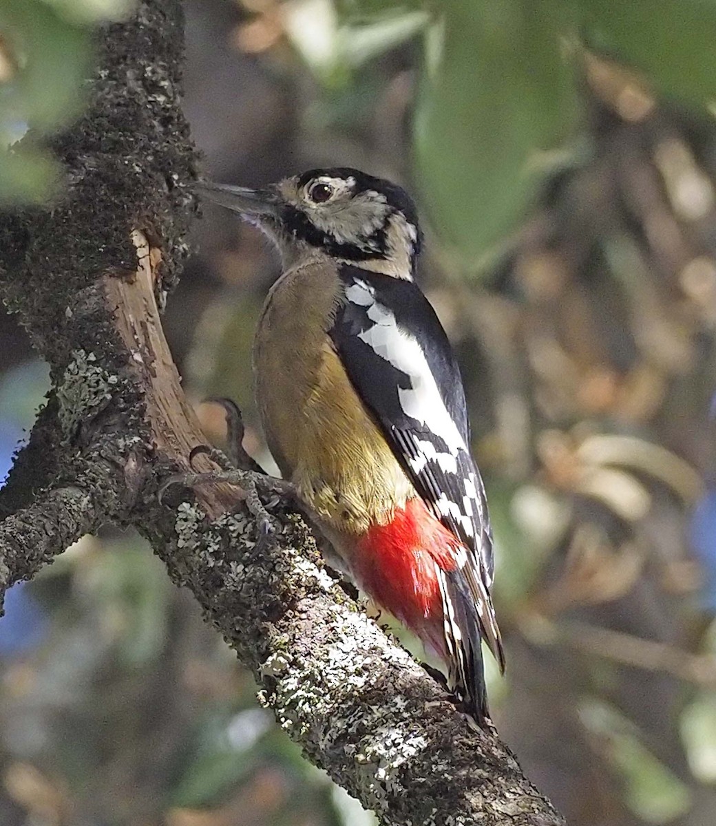 Himalayan Woodpecker - ML620460556