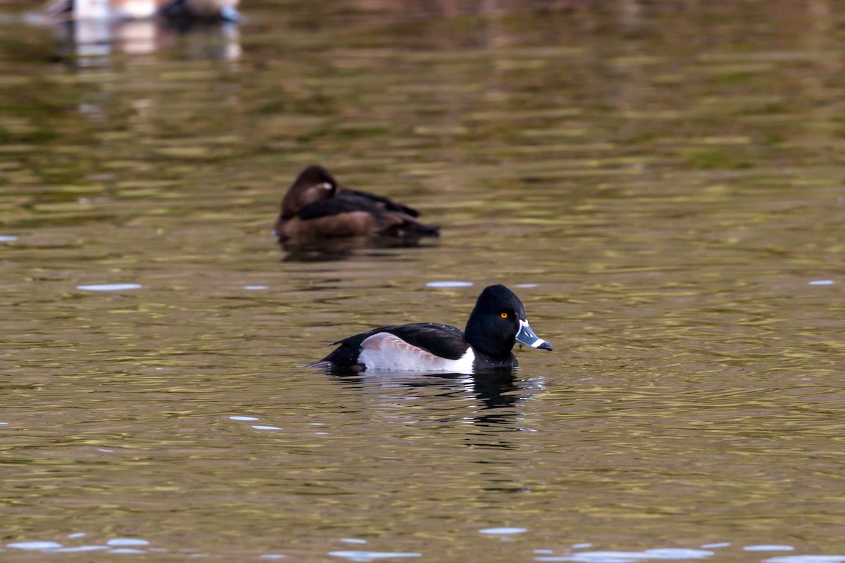 Ring-necked Duck - ML620460563