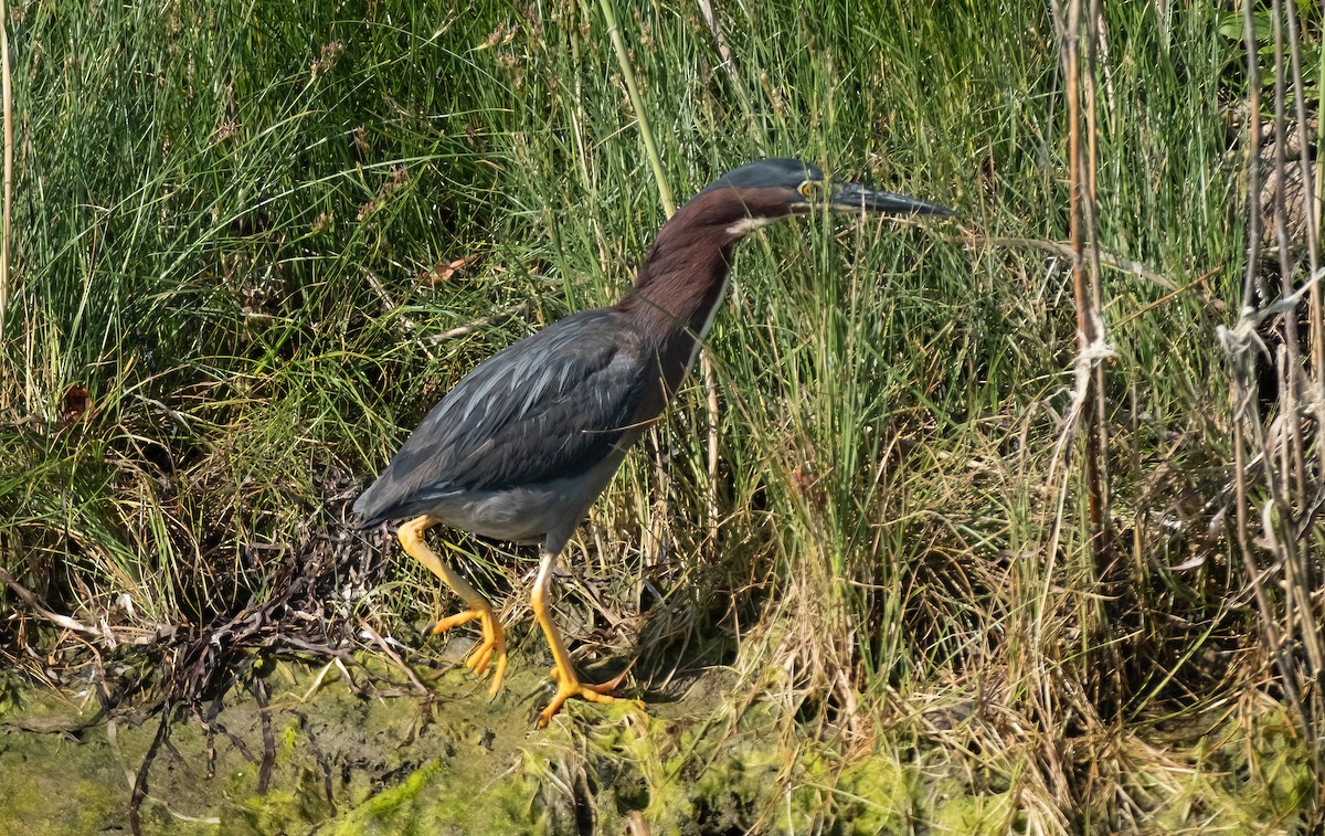 Garza Azulada - ML620460567