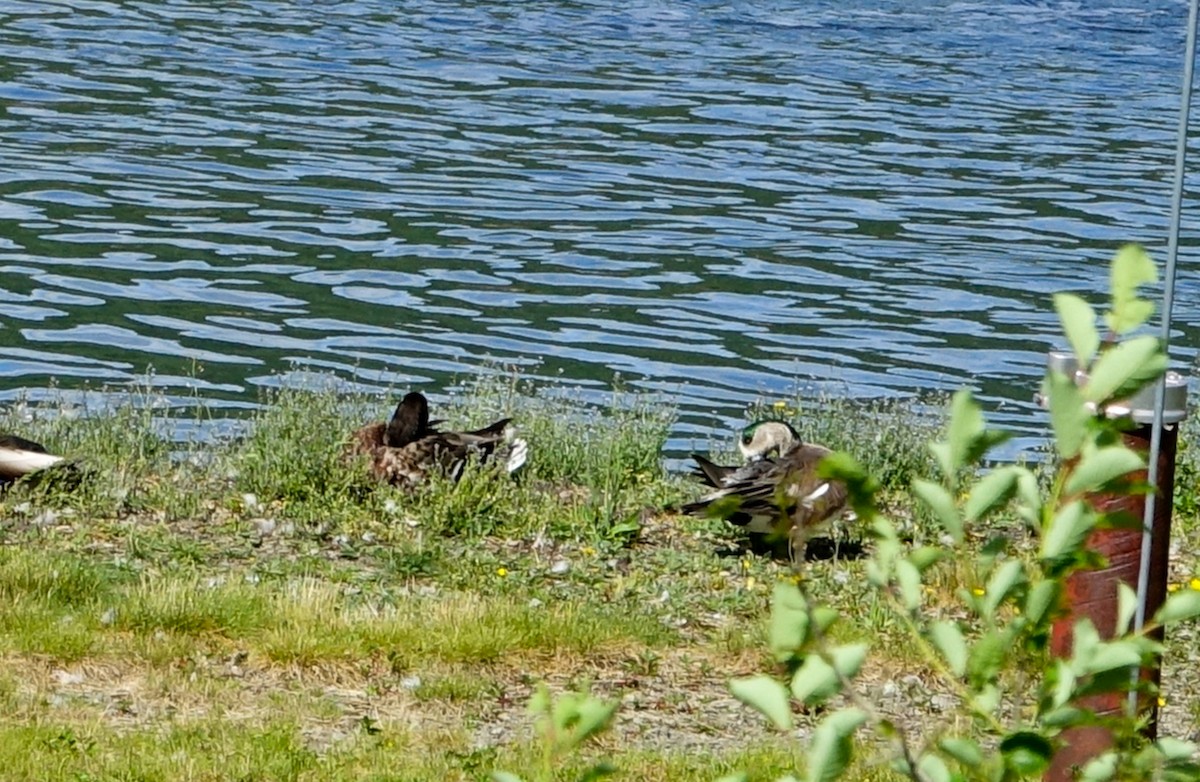 American Wigeon - ML620460568