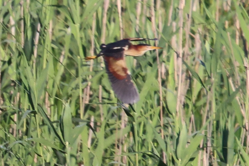 Least Bittern - ML620460569