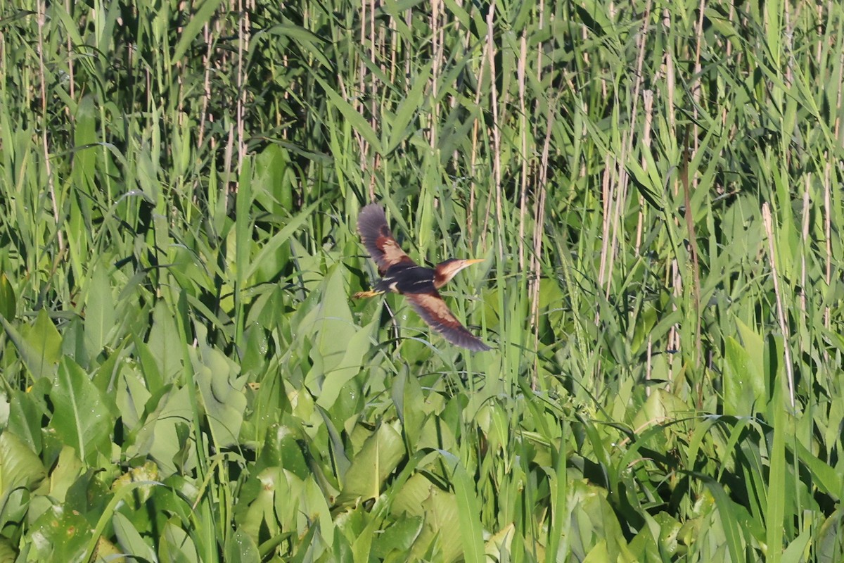 Least Bittern - ML620460570