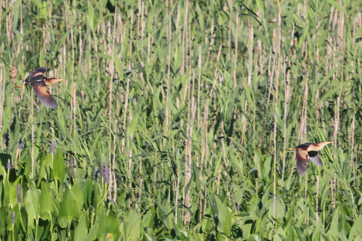 Least Bittern - ML620460573