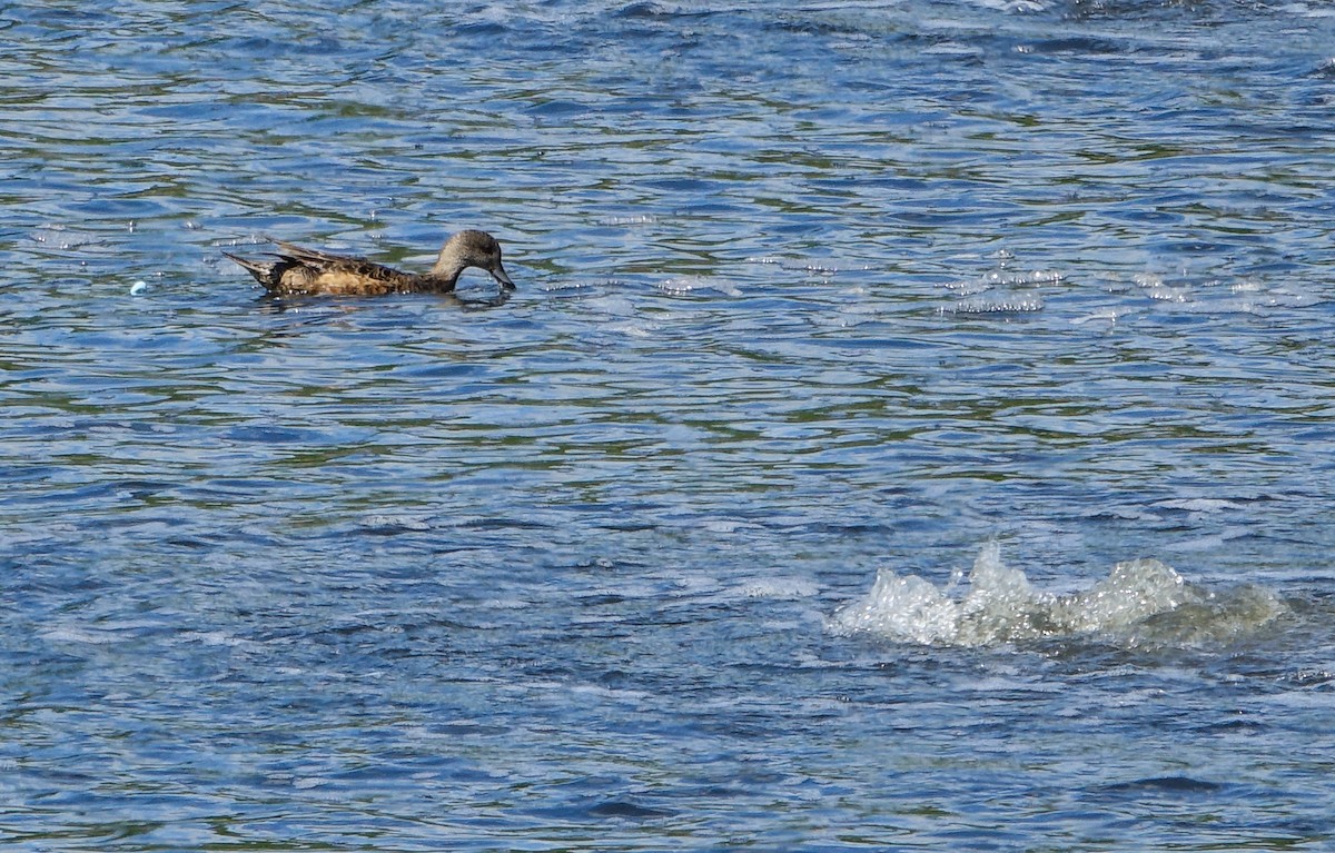 Canard d'Amérique - ML620460576