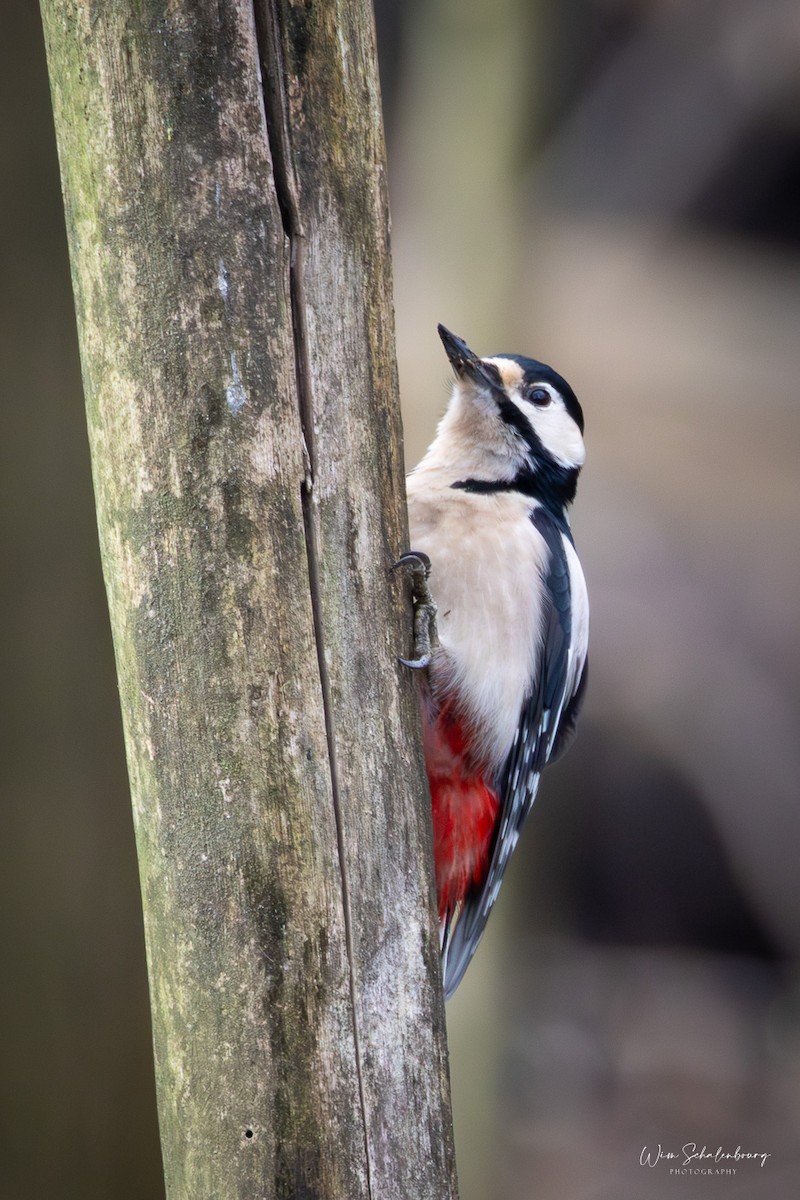 Great Spotted Woodpecker (Great Spotted) - ML620460579