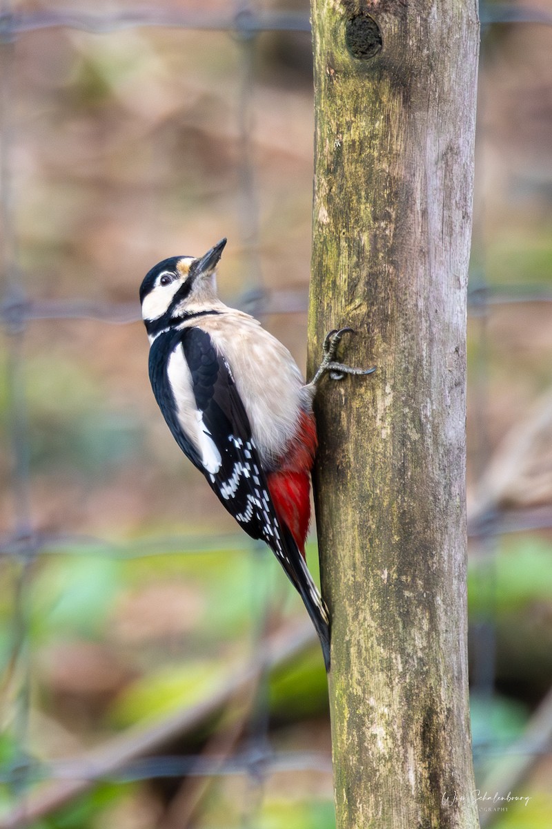 Great Spotted Woodpecker (Great Spotted) - ML620460580