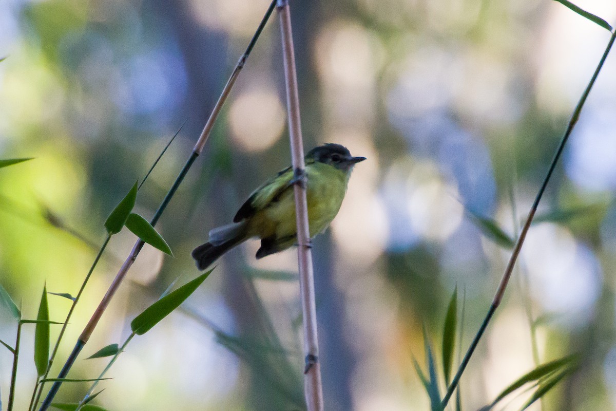 Yellow-olive Flatbill - ML620460581