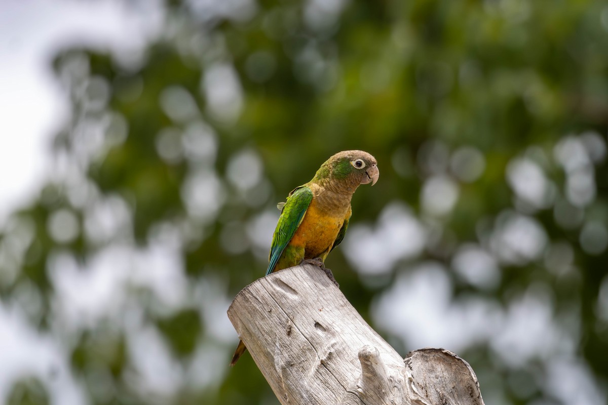 Cactus Parakeet - Katia Oliveira