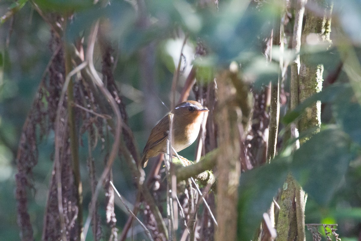 Rufous Gnateater - ML620460592