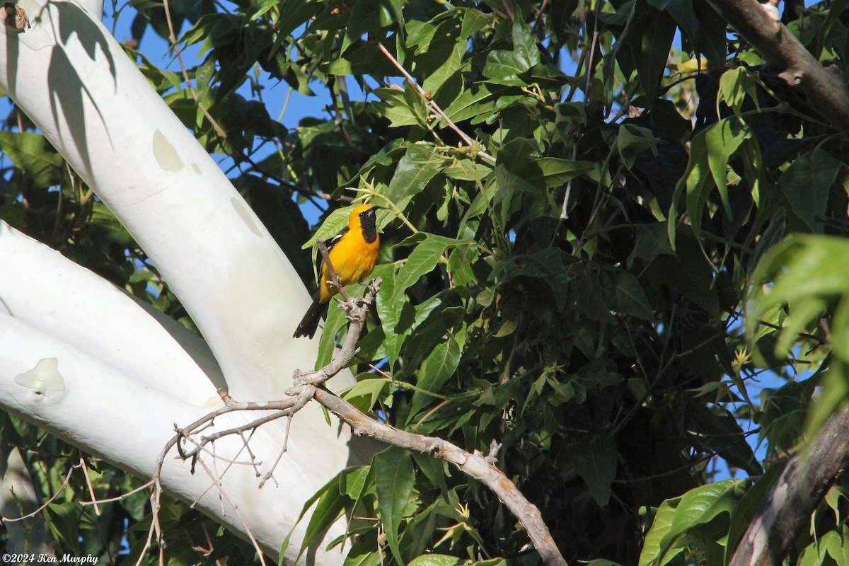 Hooded Oriole - ML620460595