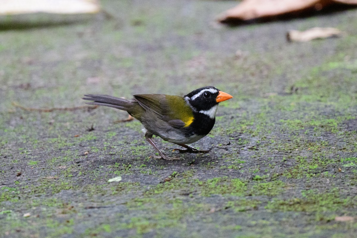 Orange-billed Sparrow - ML620460598