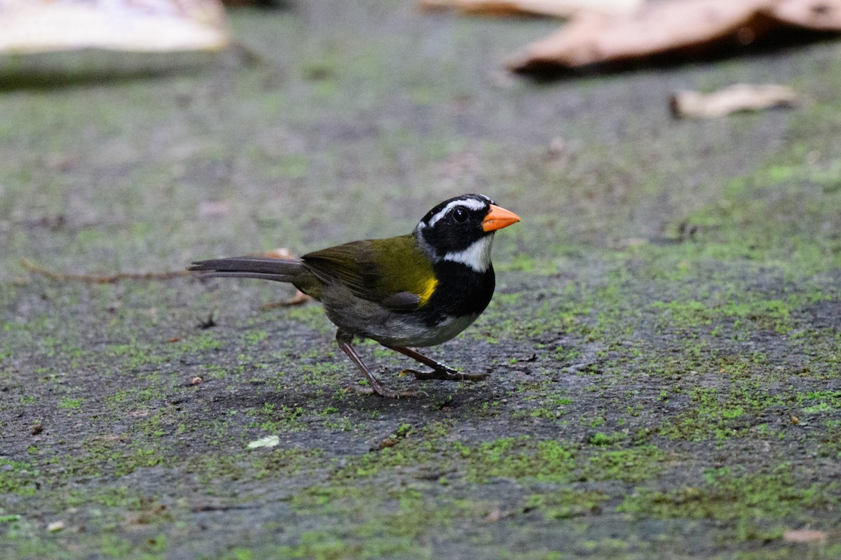 Orange-billed Sparrow - ML620460599