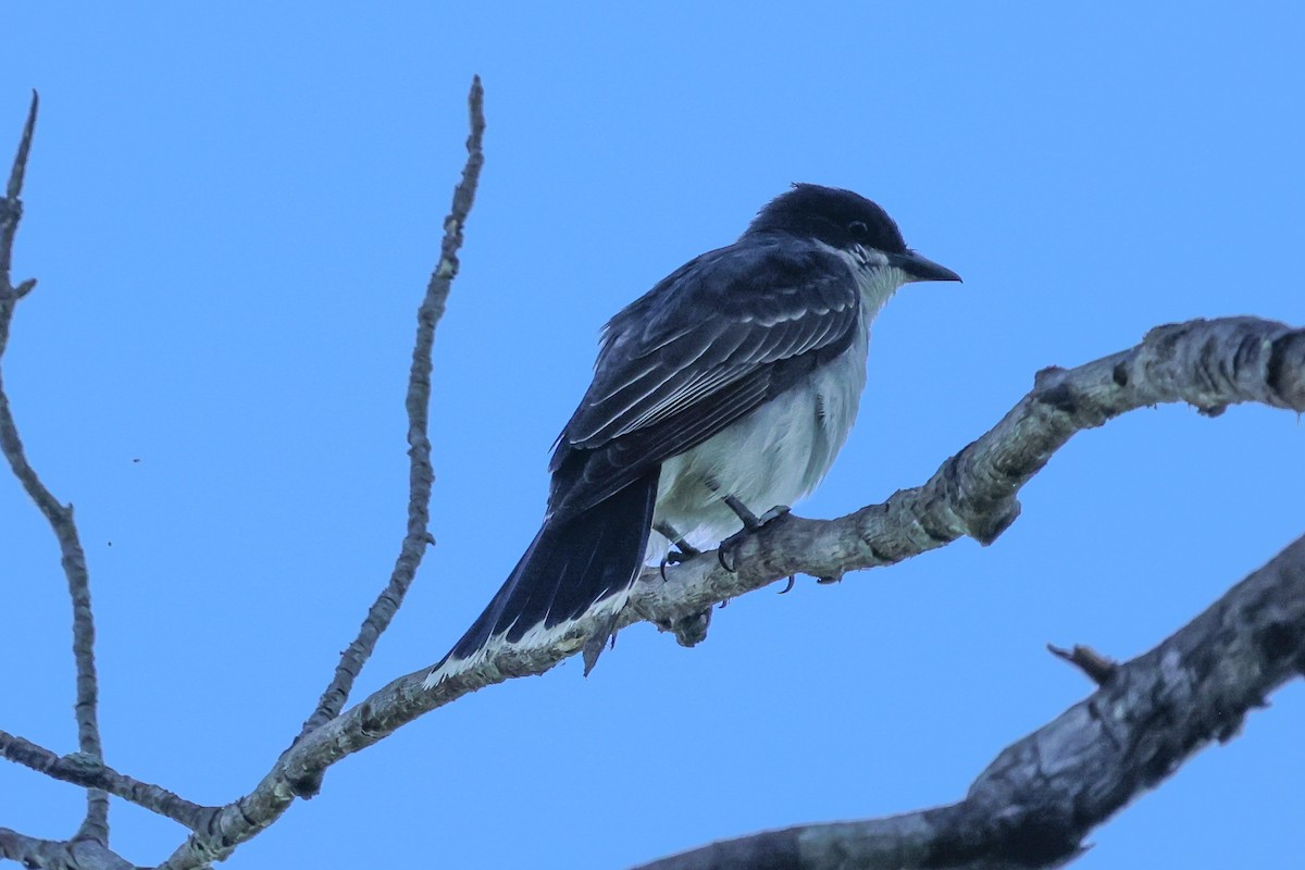 Eastern Kingbird - ML620460601